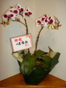 eriflower