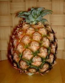 pine1