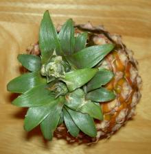 pine2