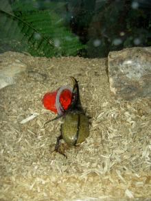 kabuto