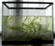 meda1