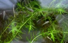 meda3