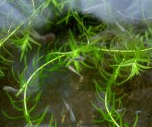 meda2
